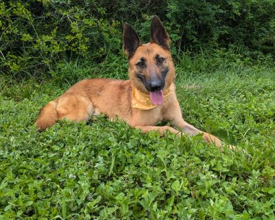 Ithaca - Belgian Shepherd / Malinois Female Dog for Adoption