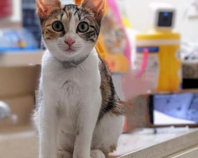 Amy - Calico & Domestic Short Hair Mix Female Cat for Adoption