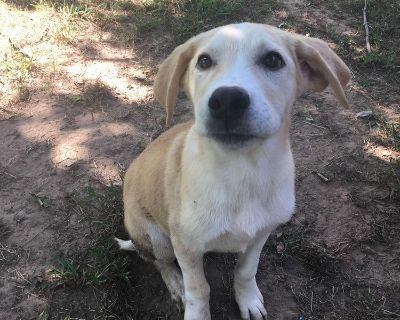 Sunny - Mixed Breed Male Puppy for Adoption