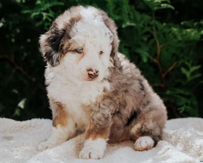 Pilot - 6 Weeks Male Mini Bernedoodle Puppy for Sale