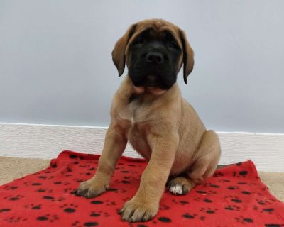 Jamie - English Mastiff Puppy For Sale in Pennsylvania