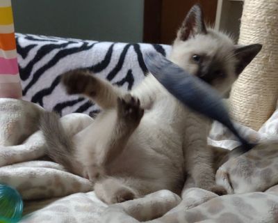 Siamese kittens