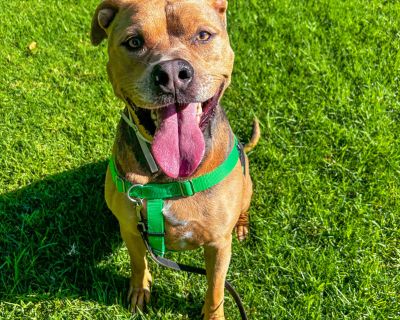 Hi! I'm Blaise, your future best friend! I love playing fetch and have a knack for making everyone laugh with my goofy antics. My energy is boundless, and I'm always up for a game or a long walk. I'm also super sweet and love cuddling after a day full of adventures. If you're looking for a playful and loving companion to add joy and laughter to your days, I'm your guy! Let's start our journey t...