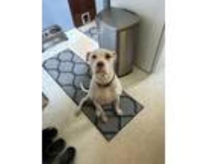 Adopt Sarge a White - with Brown or Chocolate American Pit Bull Terrier /
