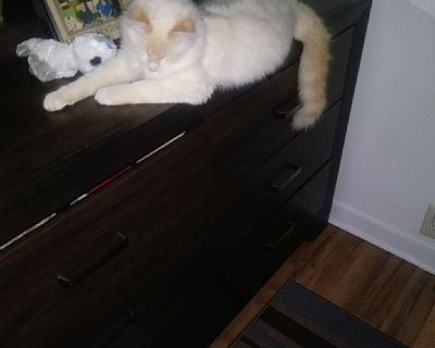 Lost cat