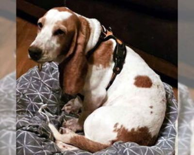 Young * Location Deepwater, NJ, 08340 USA USA *. Dog Breed: Basset Hound. 5 years old. Thank you for your interest in adopting a rescued Basset Hound! We ask all potential adopters to complete our application and approval process first so we can discuss the dogs that fit your home. We usually have 25 - 35 dogs available and the ages range from less than year old to ten plus years old. Once we r...