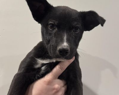 If you are interested please go to bbanimalrescue.org and fill out an adoption application or send us an email at contact@bbanimalrescue.org **Adoption fee covers 3 DAPP vaccines + 2 lepto vaccines, rabies vaccine, bordetella vaccine, microchip, and spay**. Health Vaccinations up to date.. Puppy Female Large