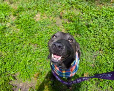 Cannoli - Labrador Retriever Male Dog for Adoption