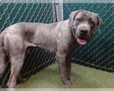 Adult * Location Downey, CA, 90242 USA USA *. Dog Breed: Cane Corso Mastiff / Mixed (medium coat). Physical Attributes Coat Length: Medium Additional Information Was the Dog Found No