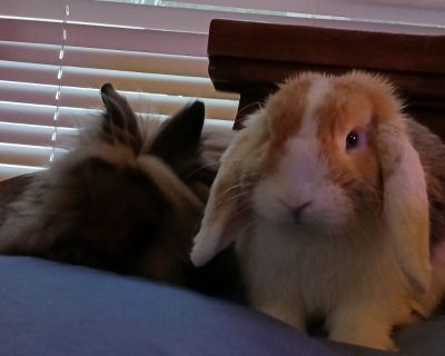 Holland lop rabbit