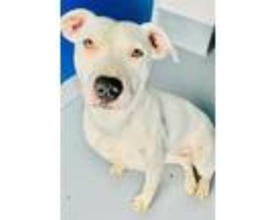 Adopt a White American Pit Bull Terrier / Mixed dog in Visalia, CA (33595436)