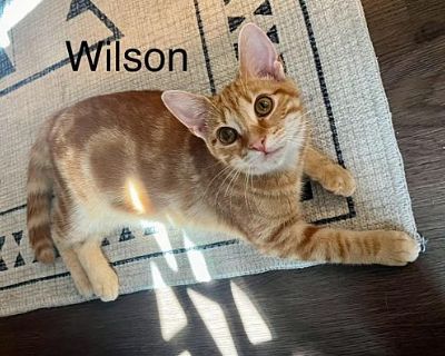 Wilson - Domestic Shorthair Male Cat for Adoption