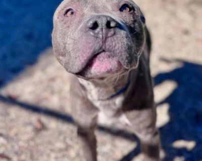 Adult. Gray/blue/silver/salt & pepper. Hair: short. Microchipped. Vaccinated. Adoption process Thank you for your interest in adopting a rescue pet from the Louisiana SPCA! Every animal that adopts a human is spayed or neutered, fully vaccinated, microchipped and heartworm tested. Each adoption also includes a bag of Hill s Science Diet food and dogs receive a discount on our training classes. ...