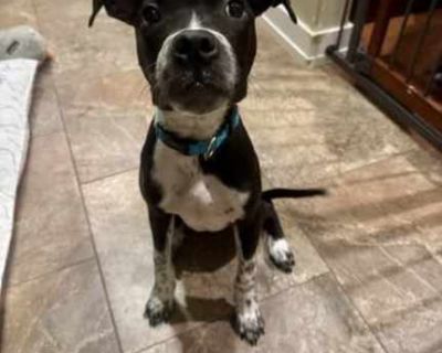 Gumby - Pit Bull Terrier Male Dog for Adoption