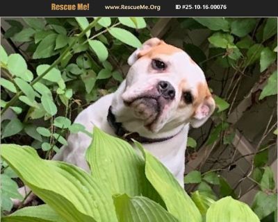 Ellie - Female Adult Bulldog / Beagle for Adoption