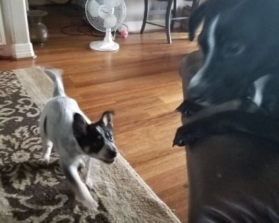 Free Puppy