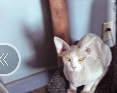 Fuzzy spynx 2 yr old female