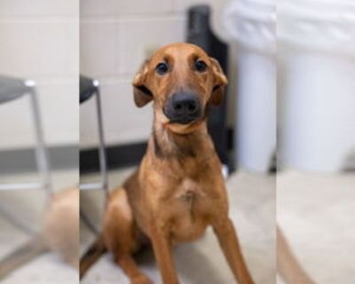 Rosemary - Female Doberman Pinscher-Unknown Mix Baby for Adoption