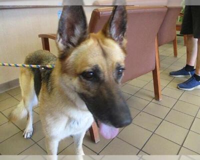 ROXY - German Shepherd Dog Female Puppy for Adoption