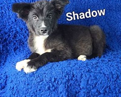 Shadow - Border Collie Male Puppy for Adoption