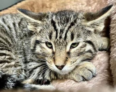I am at Oakland Animal Services in kennel Cat Holding 1:15 November 16, 2025, 3:26 pm. Not good with kids Not good with dogs Good with cats Spayed / Neutered Housetrained. Breed Domestic Mediumhair Color Brown or Chocolate Age Kitten Sex Male Pet ID 21954328-83619 Hair Length medium