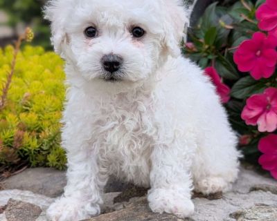 Layla - 10 Weeks Female Bichon Frise Puppy for Sale