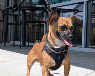 Champ - Male Puppy Chihuahua / Dachshund for Adoption