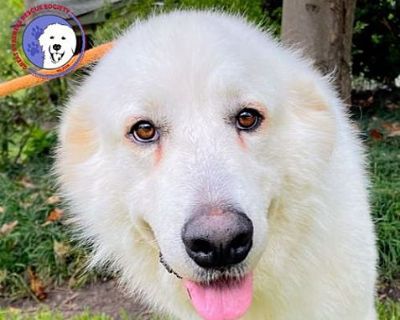 Silver - Great Pyrenees Female Dog for Adoption