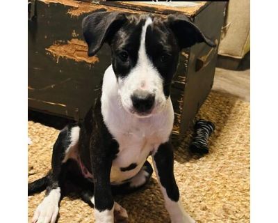 Water Litter 2 of 9 - Belle - American Pit Bull Terrier/Collie Mix Female Puppy for Adoption