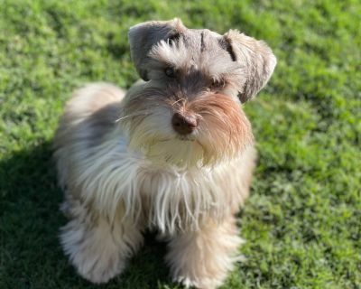 6 Male Miniature Schnauzer Puppies for Sale