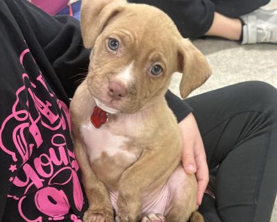 Pig Pen - Pit Bull Terrier Mix Male Puppy for Adoption