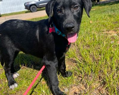 Fez - Hound & Labrador Retriever Mix Male Dog for Adoption