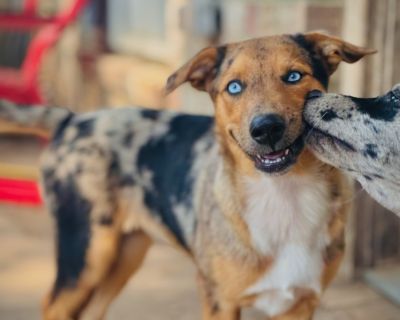 Aurora - Australian Shepherd Mix Female Puppy for Adoption