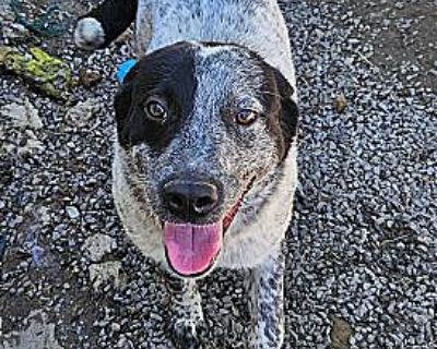 Dax - Australian Shepherd/Border Collie Mix Male Puppy for Adoption