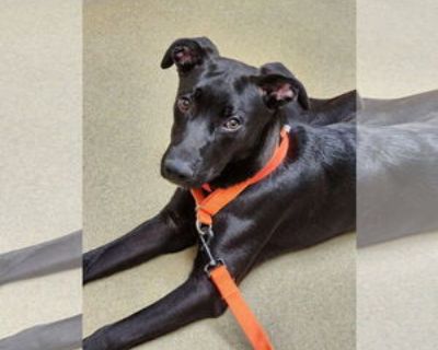 Nuka - Male Huskies -Labrador Retriever Mix Baby for Adoption