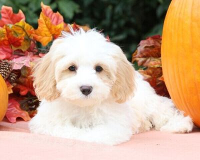 Jasper - Cavapoo Male Puppy for Sale