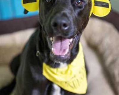 Sugar Daisy - Great Dane/Labrador Retriever Mix Female Dog for Adoption