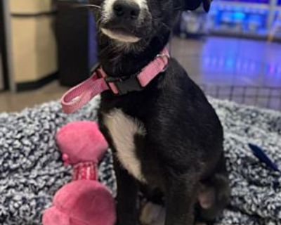 Riley - Border Collie Female Puppy for Adoption