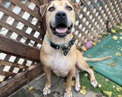 Adult. Tan/yellow/fawn. Big love comes in big packages and Fred (affectionately known as Freddy) is proof! This happy, wiggly goofball is as loving and loyal as they come. He s estimated to be around 4 5 years old, neutered, and fully crate, potty, and dog-door trained. Freddy is a smart boy who already knows commands like sit, shake, and down and we re pretty sure there are more tricks he hasn...