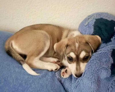 Virgo - Husky & Labrador Retriever Mix Female Puppy for Adoption