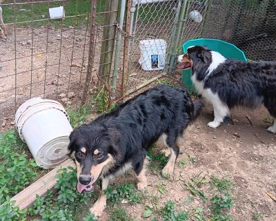 Pat and Bobby - Australian Shepherd Male Dog for Adoption