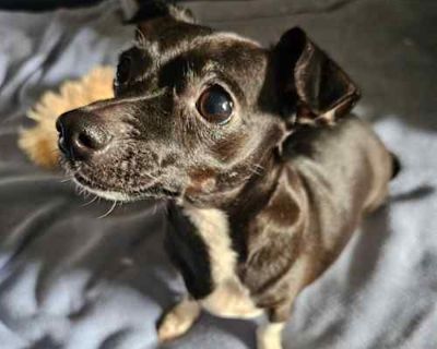 Chloe - Chihuahua/Dachshund Mix Female Dog for Adoption