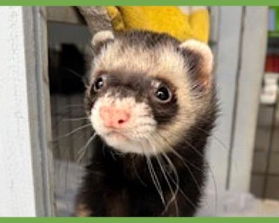 Meet JoJo! A friendly and outgoing almost three-year-old ferret currently in York, PA, whose playful spirit and charming siamese-colored coat make him an irresistible bundle of joy. JoJo is the kind of little adventurer who brings energy, laughter, and a dash of mischief wherever he goes! He s been lovingly fostered in a warm, family-oriented environment, and it shows. He absolutely shines in t...