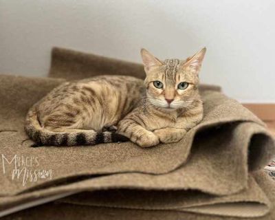 Audrey is a special needs cat searching for her forever family! Audrey is a very loving and friendly cat. She takes a little bit of time to warm up to new people but once she is comfortable, she loves to be petted. Audrey is a talkative girl with many quirks including pretending to chew on plants and trotting up and down the hallway as quickly as she can.. Good with kids Good with cats Shots cu...