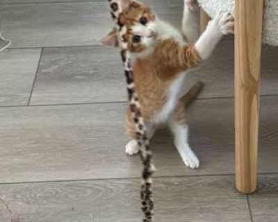 Giorgio Armani - Domestic Mediumhair Male Cat for Adoption