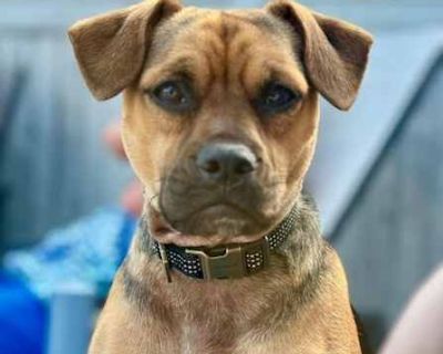 Rudy - Pug/Beagle Mix Male Dog for Adoption