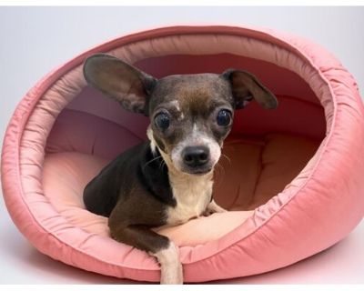 BLERT - Chihuahua Female Dog for Adoption