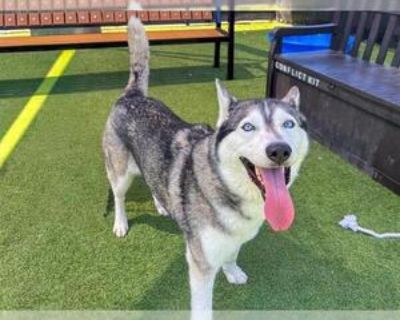 Adult * Location Orange, CA, 92868 USA USA *. Dog Breed: Siberian Husky (medium coat). Physical Attributes Coat Length: Medium Additional Information Was the Dog Found No