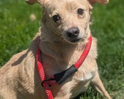 Molly - Chihuahua Female Dog for Adoption