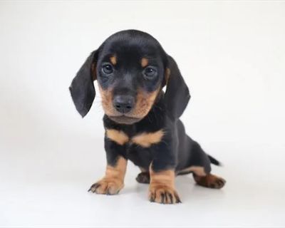 Guido - Male Dachshund Puppy for Sale